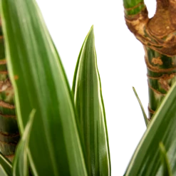 Dracaena White Stripe - Op Stam - Drakenbloedboom - P24 H150 - Kamerplant 6 Dracaena White Stripe - Op Stam - Drakenbloedboom - P24 H150 - Kamerplant -Huisdecoratie dracaena white stripe op stam drakenbloedboom p24 h150 6 1