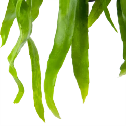 Epiphyllum Pumilum - In Hangpot - P17 H40 - Kamerplant 6 Epiphyllum Pumilum - In Hangpot - P17 H40 - Kamerplant -Huisdecoratie epiphyllum pumilum in hangpot p17 h40 6 1