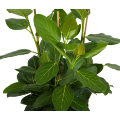 Huisdecoratie -Huisdecoratie ficus benghalensis audrey groene vijg toef p27 h80 kamerplant 2