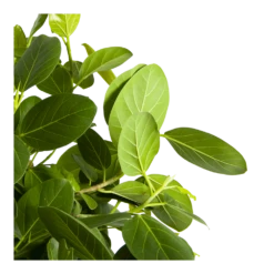 Ficus Benghalensis Audrey Op Stam - Groene Vijg - P31 H120 - Kamerplant -Huisdecoratie ficus benghalensis audrey op stam groene vijg p31 h120 3