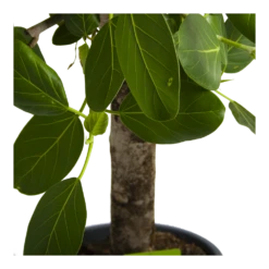 Ficus Benghalensis Audrey Op Stam - Groene Vijg - P31 H120 - Kamerplant -Huisdecoratie ficus benghalensis audrey op stam groene vijg p31 h120 4