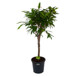 Ficus Binnendijkii Amstel King Op Stam - Treurvijg - P31 H140 - Kamerplant