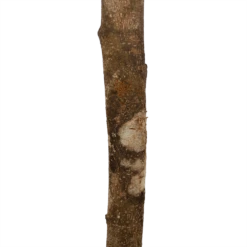 Ficus Binnendijkii Amstel King Op Stam - Treurvijg - P31 H140 - Kamerplant -Huisdecoratie ficus binnendijkii amstel king op stam treurvijg p31 h140 6