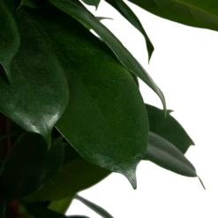 Ficus Cyathistipula - Groene Vijg - Op Zuil - P29 H150 - Kamerplant 7 Ficus Cyathistipula - Groene Vijg - Op Zuil - P29 H150 - Kamerplant -Huisdecoratie ficus cyathistipula groene vijg op zuil p29 h150 6