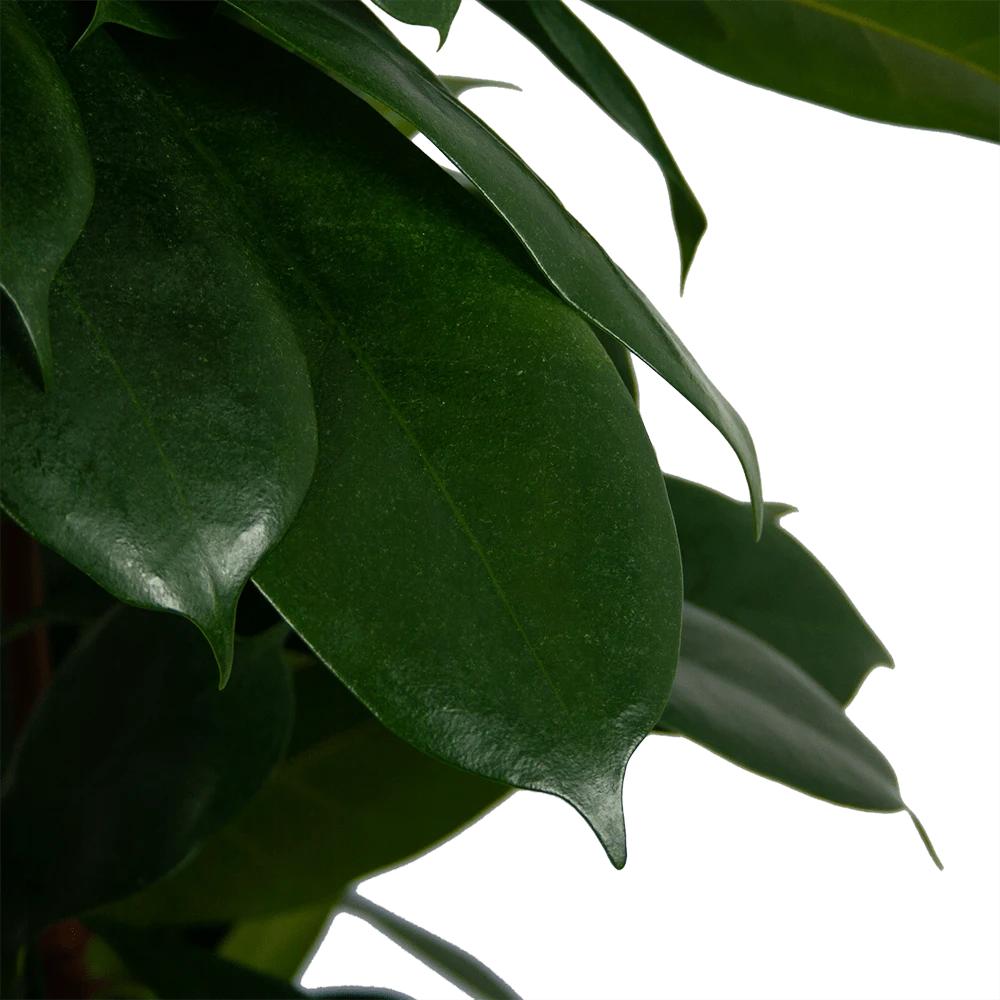 Ficus Cyathistipula - Groene Vijg - Op Zuil - P29 H150 - Kamerplant 4 Ficus Cyathistipula - Groene Vijg - Op Zuil - P29 H150 - Kamerplant - Afbeelding 4