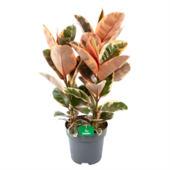 Ficus Elastica Belize - Rubberboom - P27 H100 - Kamerplant