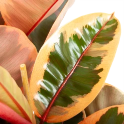 Ficus Elastica Belize - Rubberboom - P27 H100 - Kamerplant -Huisdecoratie ficus elastica belize rubberboom p27 h100 6