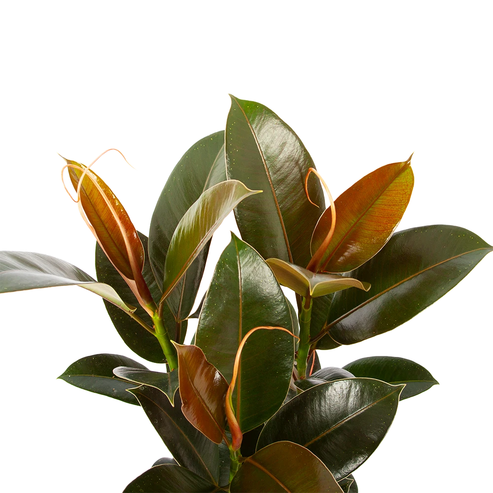 Ficus Elastica Melany - Rubberboom - P19 H55 - Kamerplant 2 Ficus Elastica Melany - Rubberboom - P19 H55 - Kamerplant - Afbeelding 2