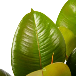 Ficus Elastica Robusta - Rubberboom - P19 H55 - Kamerplant -Huisdecoratie ficus elastica robusta rubberboom p19 h55 6