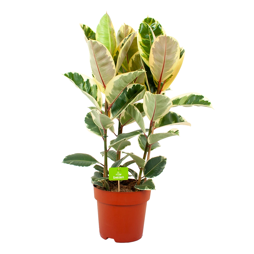 Ficus Elastica Tineke - Rubberboom - P27 H100 - Kamerplant 1 Ficus Elastica Tineke - Rubberboom - P27 H100 - Kamerplant