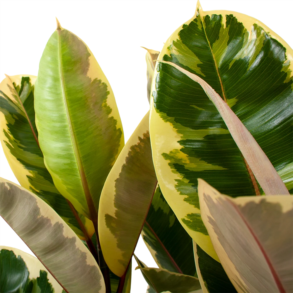 Ficus Elastica Tineke - Rubberboom - P27 H100 - Kamerplant 2 Ficus Elastica Tineke - Rubberboom - P27 H100 - Kamerplant - Afbeelding 2