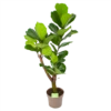 Ficus Lyrata Vertakt - Tabaksplant - P24 H130 - Kamerplant