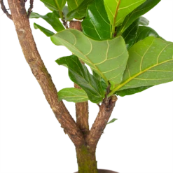 Ficus Lyrata Vertakt - Tabaksplant - P24 H130 - Kamerplant 6 Ficus Lyrata Vertakt - Tabaksplant - P24 H130 - Kamerplant -Huisdecoratie ficus lyrata tabaksplant p24 h130 6 3