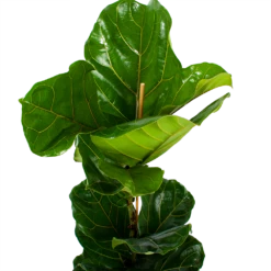 Ficus Lyrata - Tabaksplant - Toef - P21 H90 - Kamerplant 6 Ficus Lyrata - Tabaksplant - Toef - P21 H90 - Kamerplant -Huisdecoratie ficus lyrata tabaksplant toef p21 h90 6 1