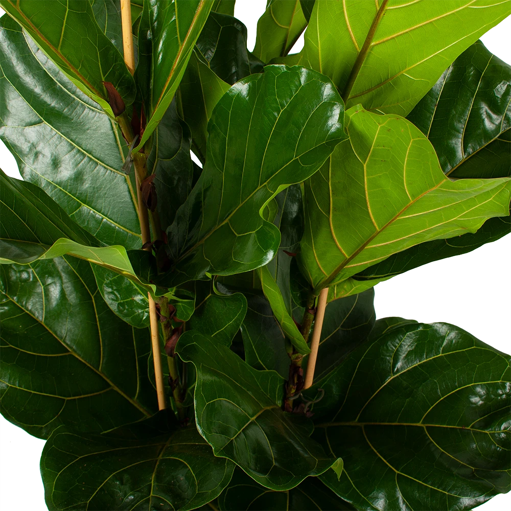 Ficus Lyrata - Tabaksplant - Toef - P34 H120 - Kamerplant 3 Ficus Lyrata - Tabaksplant - Toef - P34 H120 - Kamerplant - Afbeelding 3