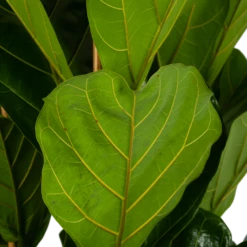 Ficus Lyrata - Tabaksplant - Toef - P35 H150 - Kamerplant -Huisdecoratie ficus lyrata tabaksplant toef p35 h150 6