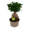 Ficus Microcarpa Ginseng - Bonsai - P20 H45 - Kamerplant