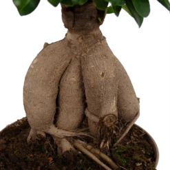 Ficus Microcarpa Ginseng - Bonsai - P20 H45 - Kamerplant 6 Ficus Microcarpa Ginseng - Bonsai - P20 H45 - Kamerplant -Huisdecoratie ficus microcarpa ginseng bonsai p20 h45 6
