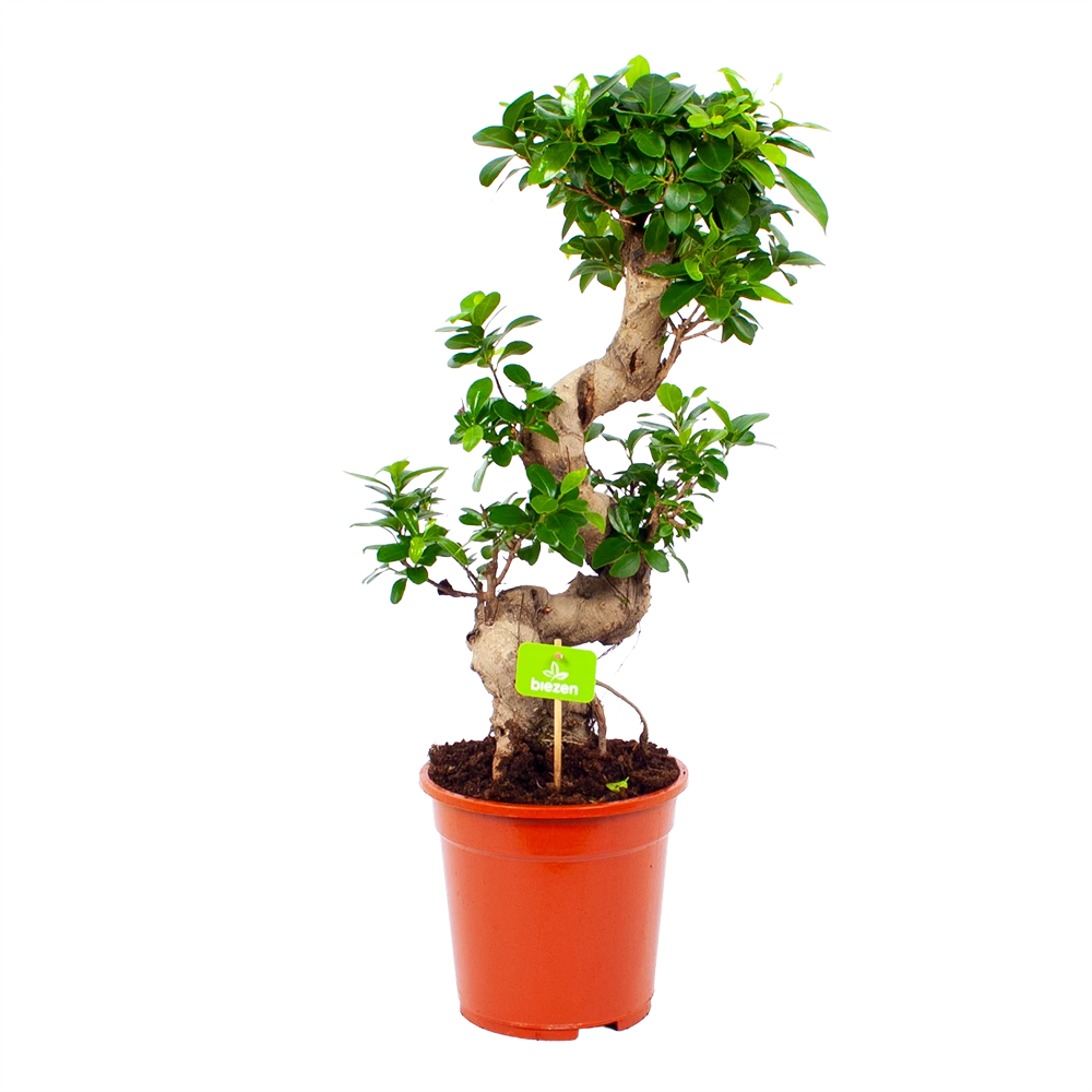 Ficus Microcarpa Ginseng - Bonsai - P21 H65 - Kamerplant 1 Ficus Microcarpa Ginseng - Bonsai - P21 H65 - Kamerplant
