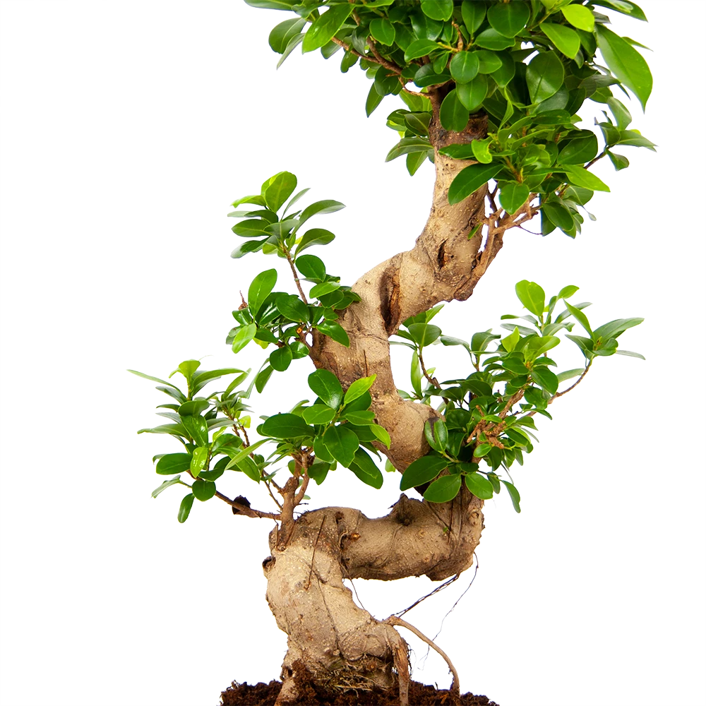 Ficus Microcarpa Ginseng - Bonsai - P21 H65 - Kamerplant 2 Ficus Microcarpa Ginseng - Bonsai - P21 H65 - Kamerplant - Afbeelding 2