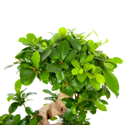 Ficus Microcarpa Ginseng - Bonsai - P21 H65 - Kamerplant 6 Ficus Microcarpa Ginseng - Bonsai - P21 H65 - Kamerplant -Huisdecoratie ficus microcarpa ginseng bonsai p21 h65 6