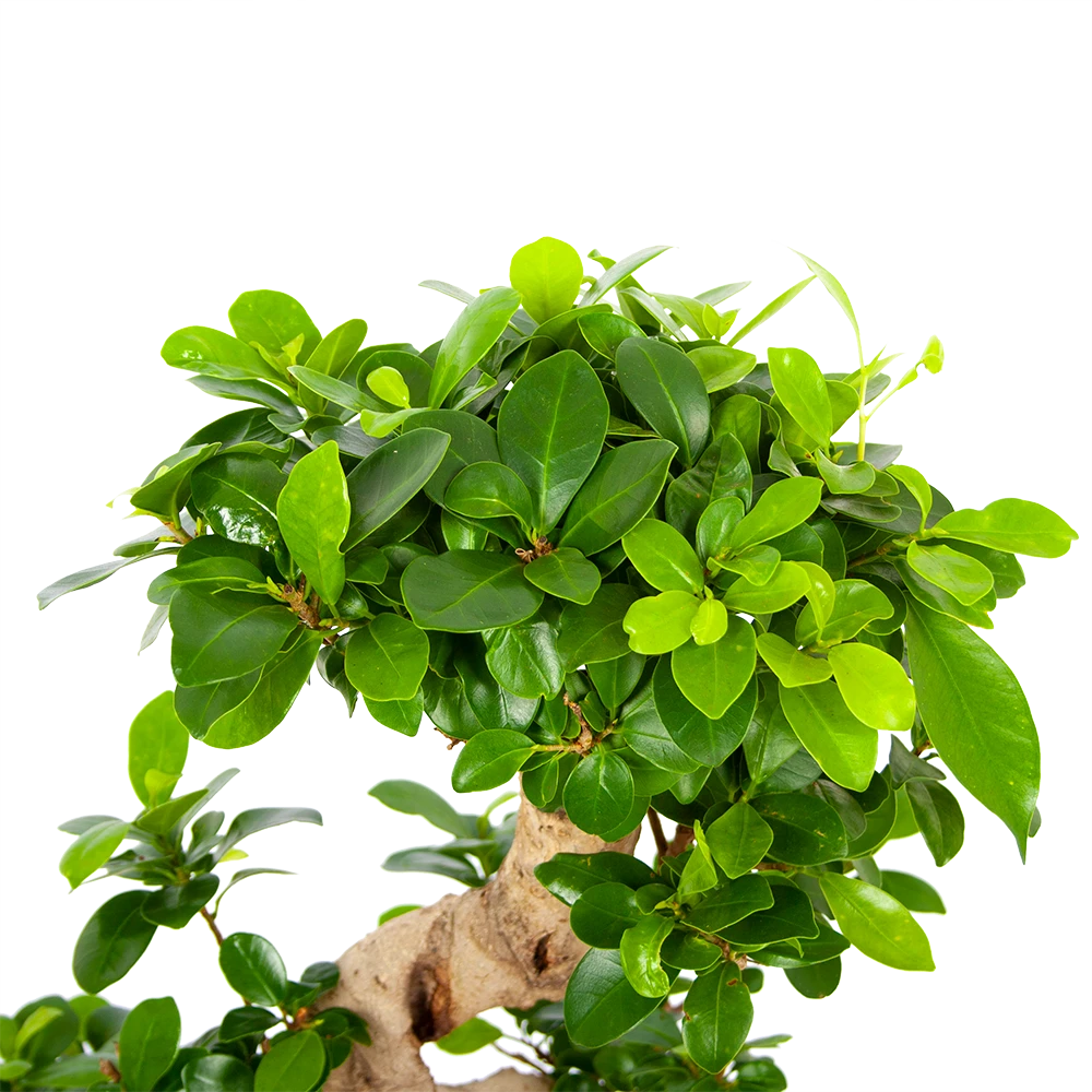 Ficus Microcarpa Ginseng - Bonsai - P21 H65 - Kamerplant 3 Ficus Microcarpa Ginseng - Bonsai - P21 H65 - Kamerplant - Afbeelding 3
