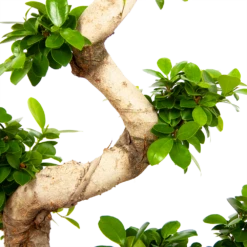 Ficus Microcarpa Ginseng - Bonsai - P29 H90 - Kamerplant -Huisdecoratie ficus microcarpa ginseng bonsai p29 h90 6