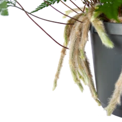 Humata Tyermannii - In Hangpot - P17 H30 - Kamerplant 6 Humata Tyermannii - In Hangpot - P17 H30 - Kamerplant -Huisdecoratie humata tyermannii in hangpot p17 h30 6