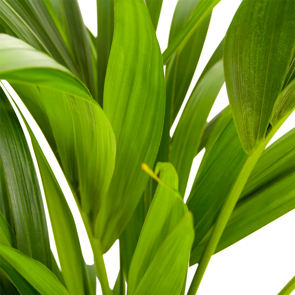 Kentiapalm - Howea Forsteriana - P21 H100 - Kamerplant 2 Kentiapalm - Howea Forsteriana - P21 H100 - Kamerplant - Afbeelding 2