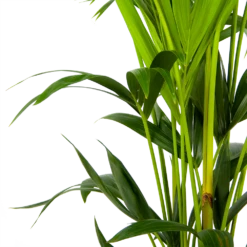 Kentiapalm - Howea Forsteriana - P24 H150 - Kamerplant 6 Kentiapalm - Howea Forsteriana - P24 H150 - Kamerplant -Huisdecoratie kentiapalm howea forsteriana p24 h150 3