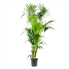 Kentiapalm - Howea Forsteriana - P24 H200 - Kamerplant