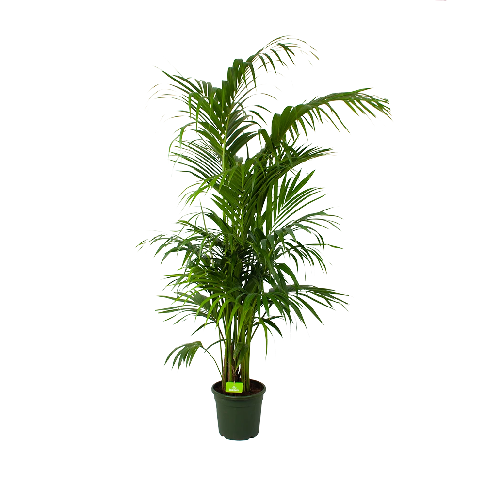 Kentiapalm - Howea Forsteriana - P30 H210 - Kamerplant 1 Kentiapalm - Howea Forsteriana - P30 H210 - Kamerplant