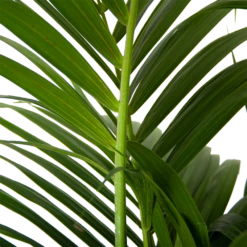 Kentiapalm - Howea Forsteriana - P30 H210 - Kamerplant 4 Kentiapalm - Howea Forsteriana - P30 H210 - Kamerplant -Huisdecoratie kentiapalm howea forsteriana p30 h210 6