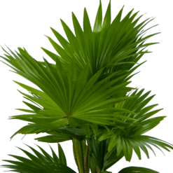 Livistona Rotundifolia In Gevlochten Caryota Pot - Chinese Schermpalm - P19 H50 - Kamerplant 6 Livistona Rotundifolia In Gevlochten Caryota Pot - Chinese Schermpalm - P19 H50 - Kamerplant -Huisdecoratie livistona rotundifolia in pot chinese schermpalm p19 h50 kamerplant 3