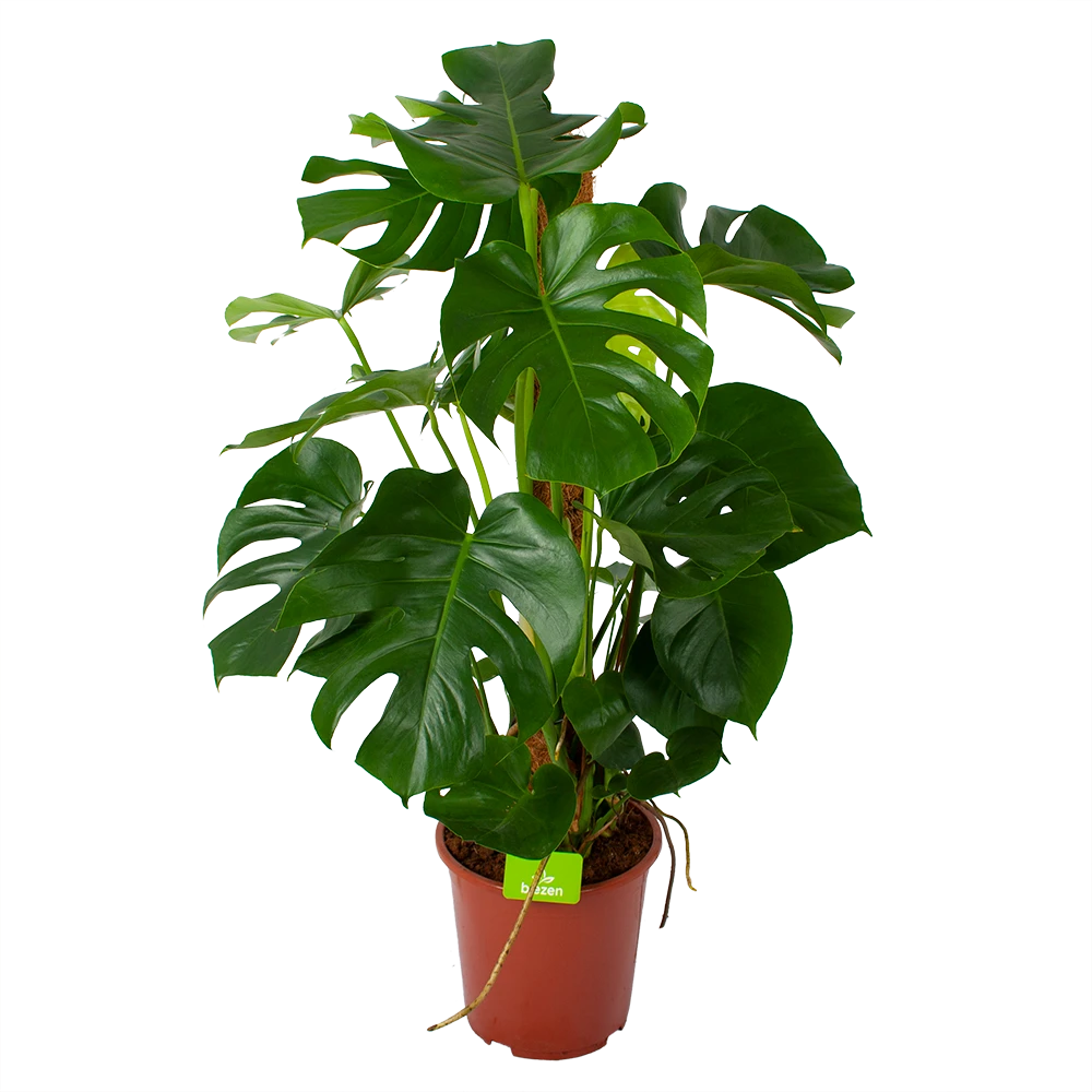 Monstera Deliciosa Op Mosstok - Gatenplant - P27 H120 - Kamerplant 1 Monstera Deliciosa Op Mosstok - Gatenplant - P27 H120 - Kamerplant