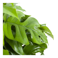 Monstera Minima - Gatenplant - In Hangpot - P27 H30 - Kamerplant -Huisdecoratie monstera minima gatenplant in hangpot p27 h30 6