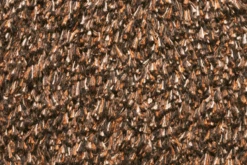 Natuflex Droogloopmat - 80x50cm - Donker Bruin - Deurmat 5 Natuflex Droogloopmat - 80x50cm - Donker Bruin - Deurmat -Huisdecoratie natuflex droogloopmat donker bruin deurmat 3 1