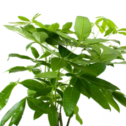 Pachira Aquatica - Geldboom - P27 H150 - Kamerplant -Huisdecoratie pachira aquatica geldboom p27 h150 6