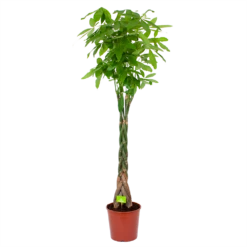 Pachira Aquatica - Geldboom - P31 H170 - Kamerplant