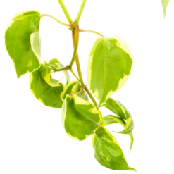 Peperomia Scandens Variegata - In Hangpot - P17 H30 - Kamerplant -Huisdecoratie peperomia scandens variegata in hangpot p17 h30 6