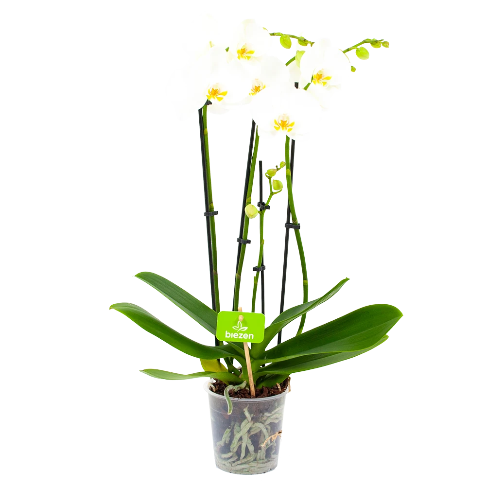 4 Taks Phalaenopsis Lighthouse - Vlinderorchidee - P12 H60 - Kamerplant 1 4 Taks Phalaenopsis Lighthouse - Vlinderorchidee - P12 H60 - Kamerplant