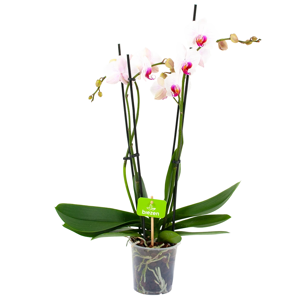 4 Taks Phalaenopsis Denver - Vlinderorchidee - P12 H60 - Kamerplant 1 4 Taks Phalaenopsis Denver - Vlinderorchidee - P12 H60 - Kamerplant