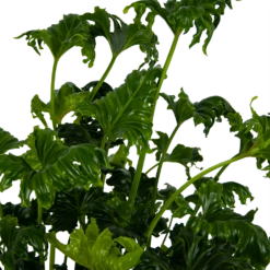 Philodendron Atlantis - P21 H75 - Kamerplant -Huisdecoratie philodendron atlantis p21 h75 kamerplant 4