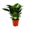 Philodendron Congo Apple - P19 H60 - Kamerplant
