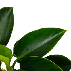 Philodendron Green Princess - P17 H50 - Kamerplant -Huisdecoratie philodendron green princess p17 h50 6 1