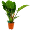 Philodendron Imperial Green - P19 H80 - Kamerplant