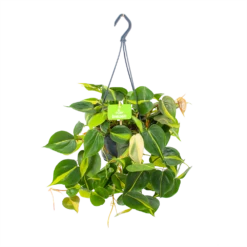 Philodendron Scandens Brasil - In Hangpot - P14 H35 - Kamerplant