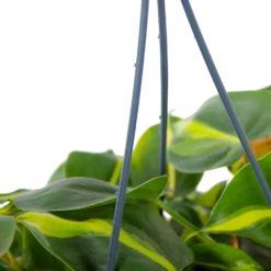 Huisdecoratie -Huisdecoratie philodendron scandens brasil in hangpot p14 h35 5 1