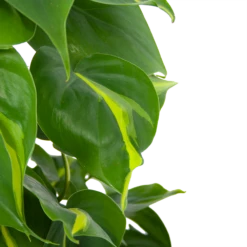 Philodendron Scandens Brasil Op Mosstok - P17 H75 - Kamerplant -Huisdecoratie philodendron scandens brasil op mosstok p17 h75 6 1