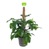 Philodendron Squamiferum Piramide Op Mosstok - P24 H70 - Kamerplant